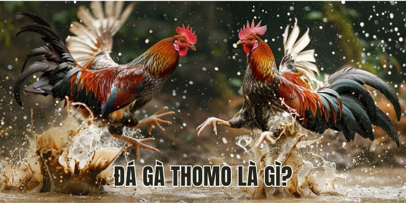 Hiểu đúng về hình thức đá gà Thomo