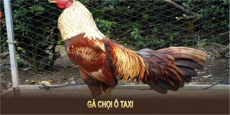 Gà chọi ô taxi