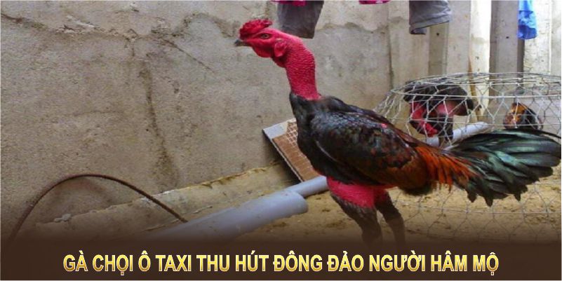 Gà chọi Ô taxi thu hút đông đảo người hâm mộ