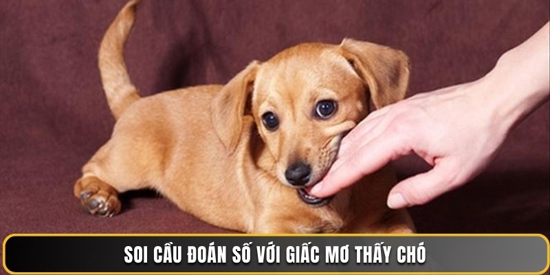 Soi cầu đoán số với giấc mơ thấy chó