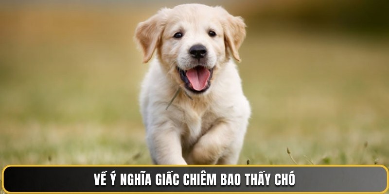 Về ý nghĩa giấc chiêm bao thấy chó